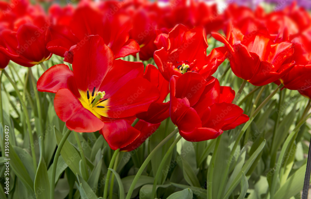 Red and orange tulips background.