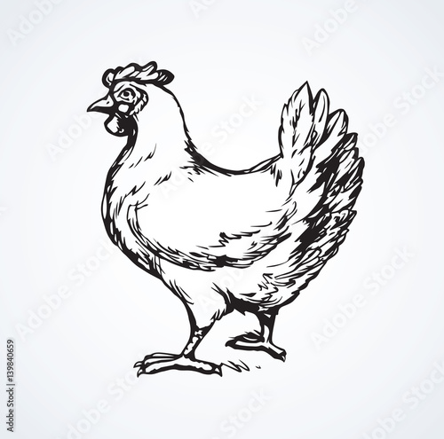 Hen. Vector drawing