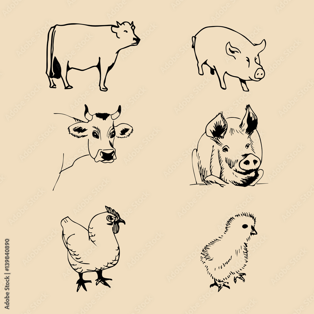 Obraz premium Vector set of farm animals hand sketched illustrations with pig, cow and chicken for meat products logo. Eco food sign.