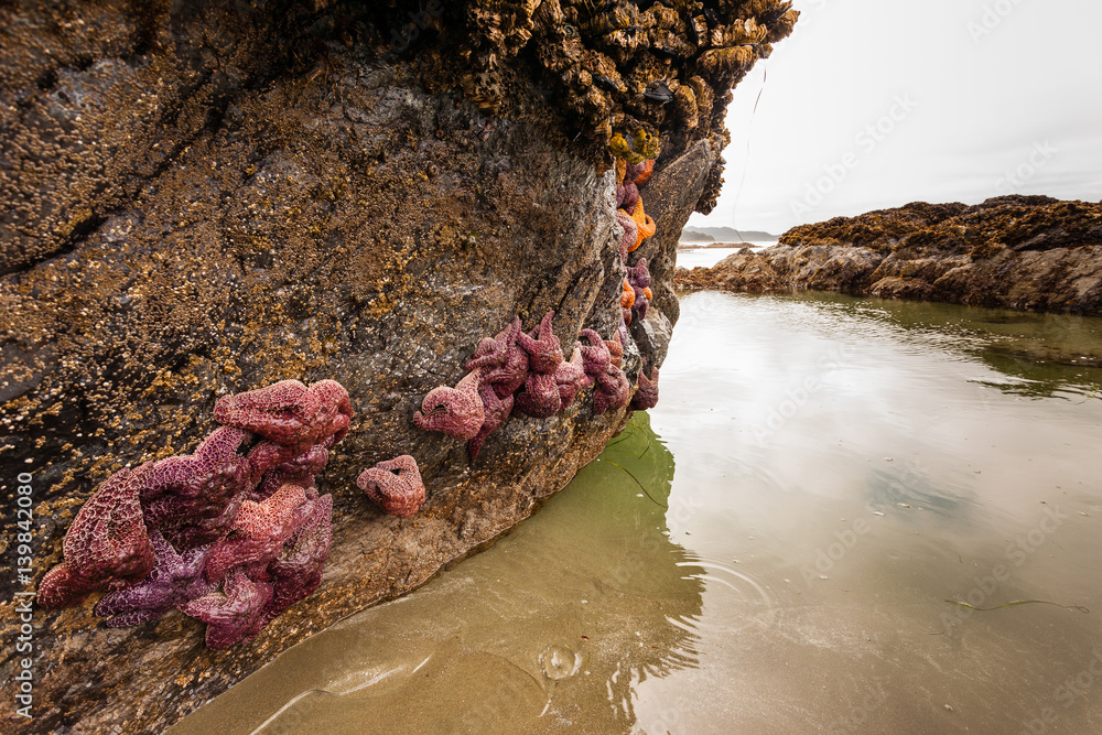 Fototapeta premium Large rock on the beach covered in star fish and seastars at low tide
