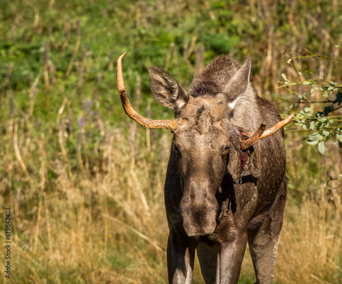European elk or moose Alces alces bull with antlers