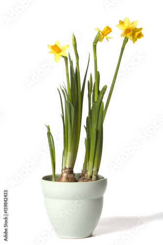 Narcissus plant in flower pot isolated on white background