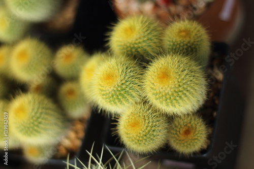 Globular cactus with sharp thorns looked beautiful.