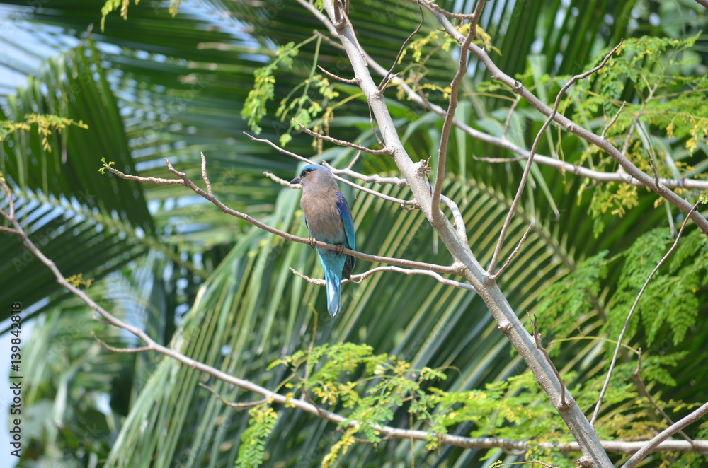 Fototapeta premium exotic blue and brown swallow bird