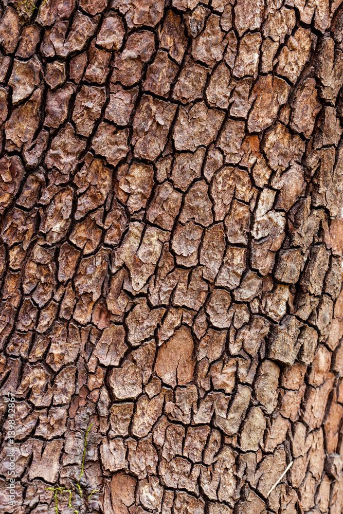 rough tree bark rough tree bark