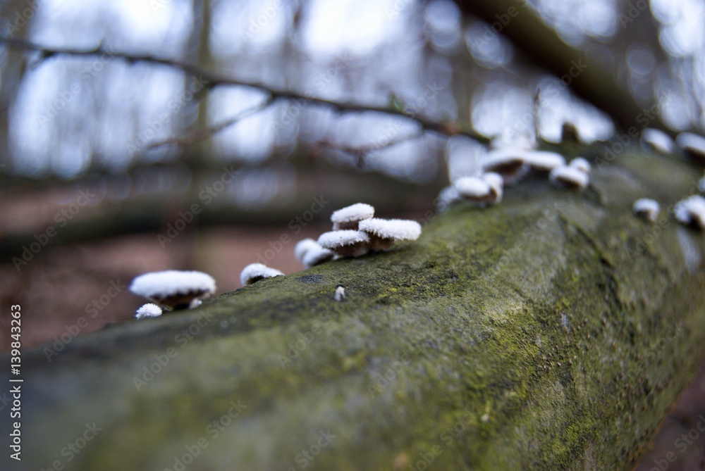 detail of a tree branch with white fungi detail of a tree branch with white fungi