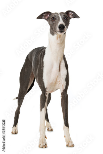 Whippet