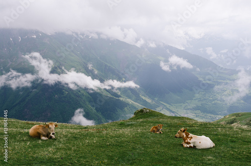 Cows in the pasture in the mountains of Georgia