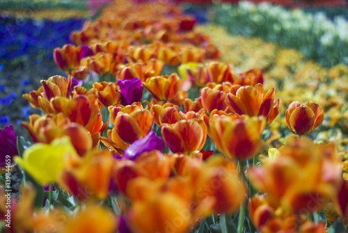 Magic floral landscape, picturesque garden with orange tulips in spring defokus in the foreground and background. photo