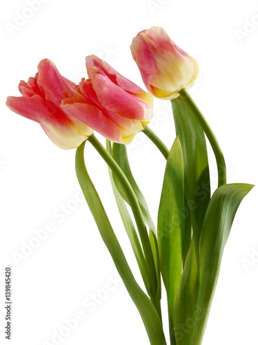 pretty tulips close up