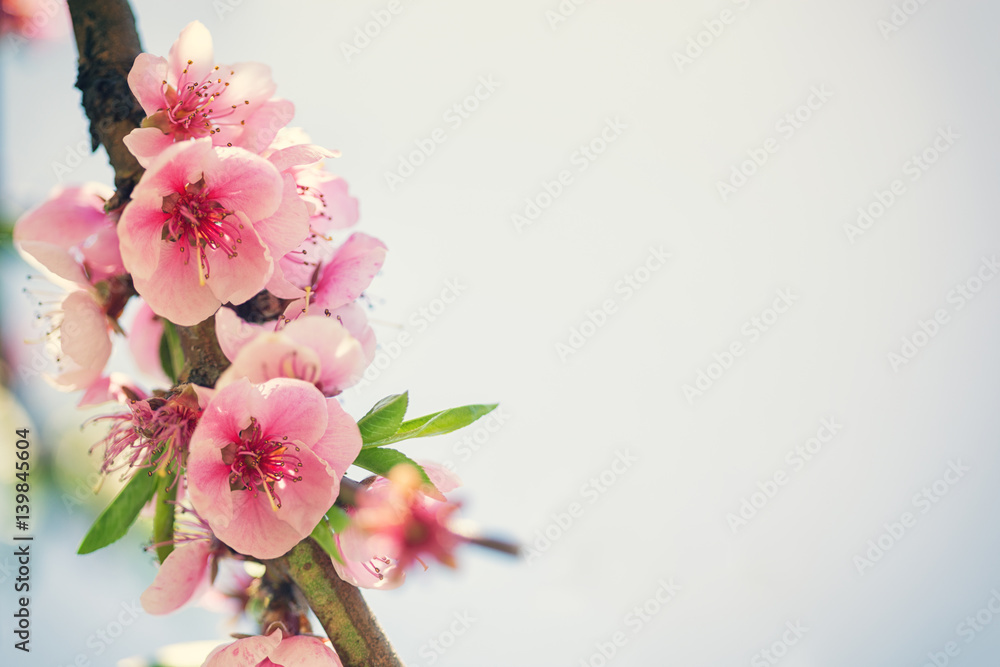 Naklejka premium Spring Cherry Blossoms 