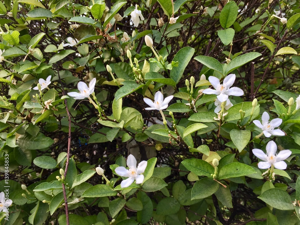 Obraz premium asian flower