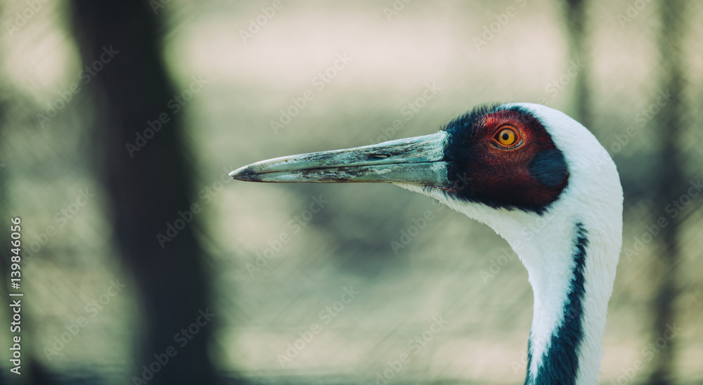 Beautiful white neck crane