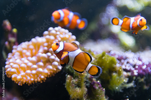 Fototapeta Naklejka Na Ścianę i Meble -  Clown fish (Amphiprion ocellaris) swimming around anemone. Group of orange and white fish around bubble-tip anemone (Entacmaea quadricolor) in aquarium