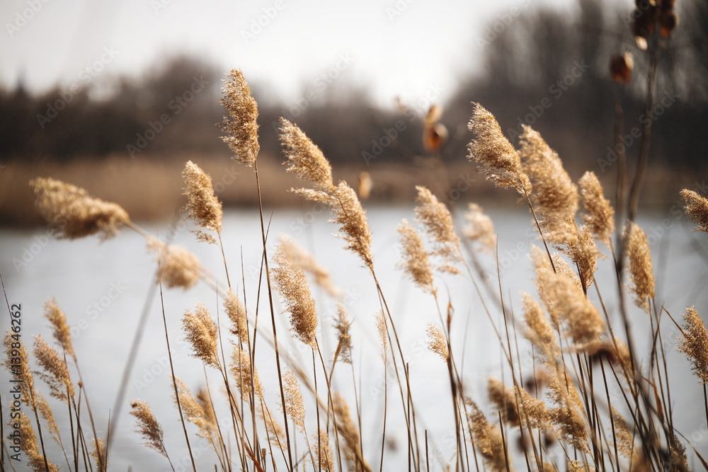 Fototapeta premium Beautiful reed as background at windy lake