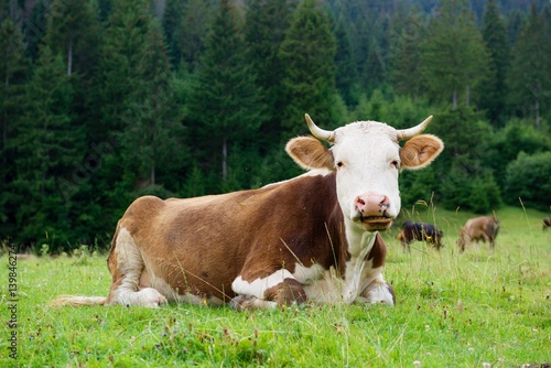 Wallpaper Mural Cow on a green meadow Torontodigital.ca