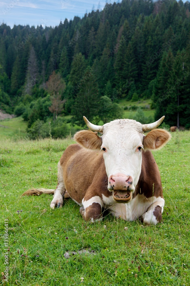 Cow on a green meadow
