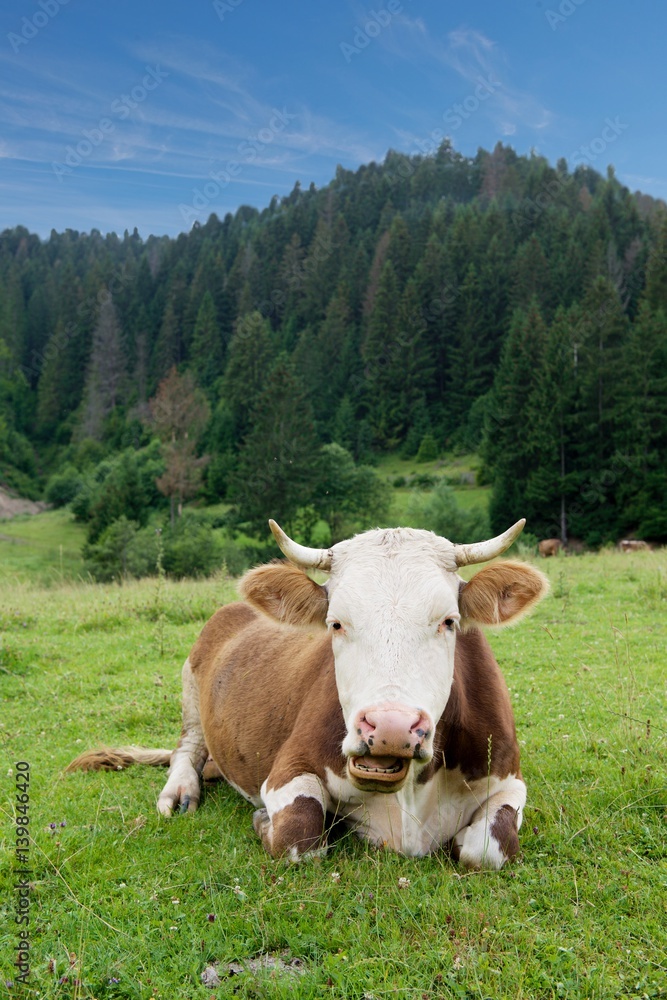 Cow on a green meadow