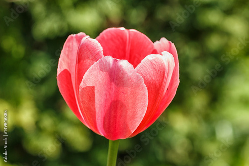 Beautiful rose tulip flower with green blurred background.