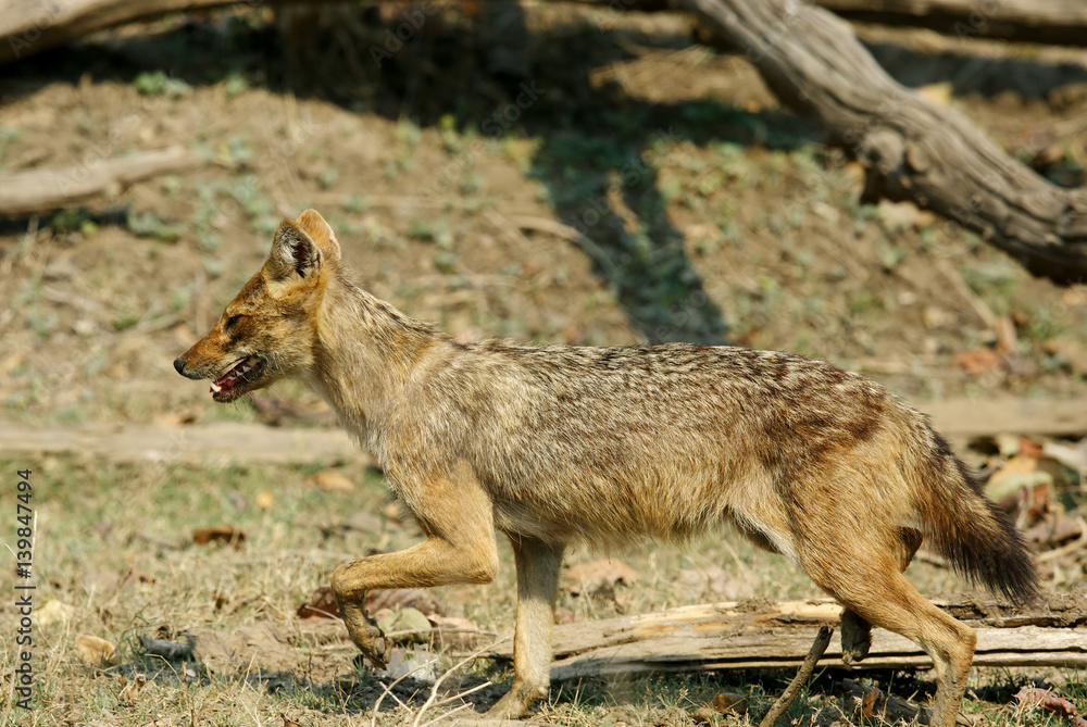 Fototapeta premium Indian Jackal