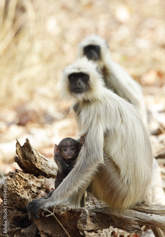 Gray Langurs with her baby at Pench tiger reserve