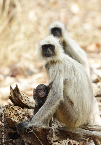 Gray Langurs with her baby at Pench tiger reserve