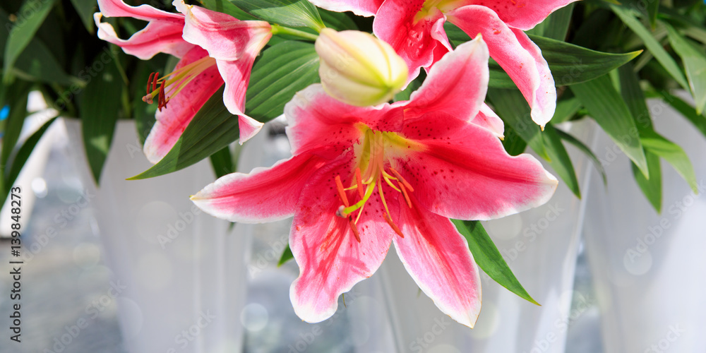 Obraz premium Pink lily in the garden .