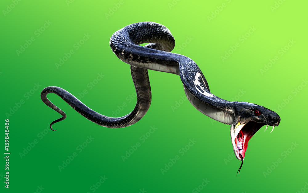 Fototapeta premium 3d King Cobra Black Snake Najdłuższy na świecie jadowity wąż izolowany na zielonym tle, kobra królewska ilustracja 3d, kobra królewska renderowanie 3d