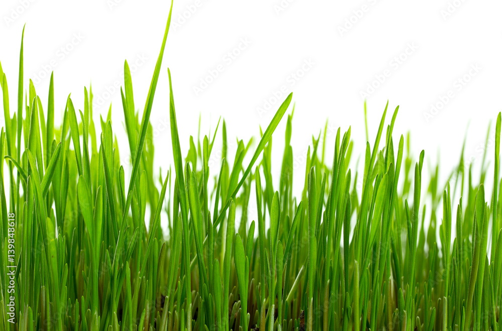 Fresh green grass, sprout of wheat isolated on white background. Close up. Fresh green grass, sprout of wheat isolated on white background. Close up.