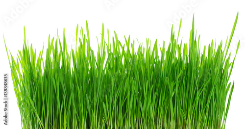 Fresh green grass, sprout of wheat isolated on white background. Close up.