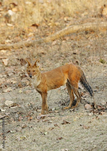 Dhole in Pench tiger reserve © Dr Ajay Kumar Singh