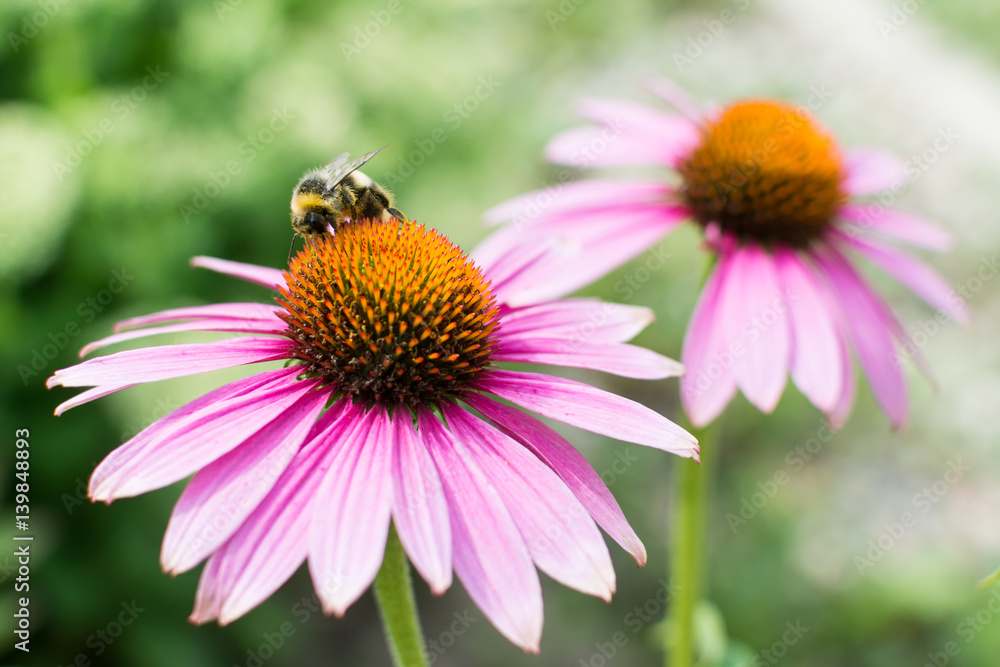 Closeup view on honey bee collecting nectar on purple flower. Bee and Echinacea flower with green grass on bokeh background Closeup view on honey bee collecting nectar on purple flower. Bee and Echinacea flower with green grass on bokeh background