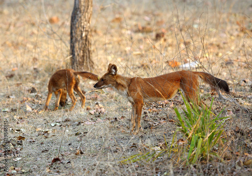 Asiatic wild dog in Pench Tiger Reserve