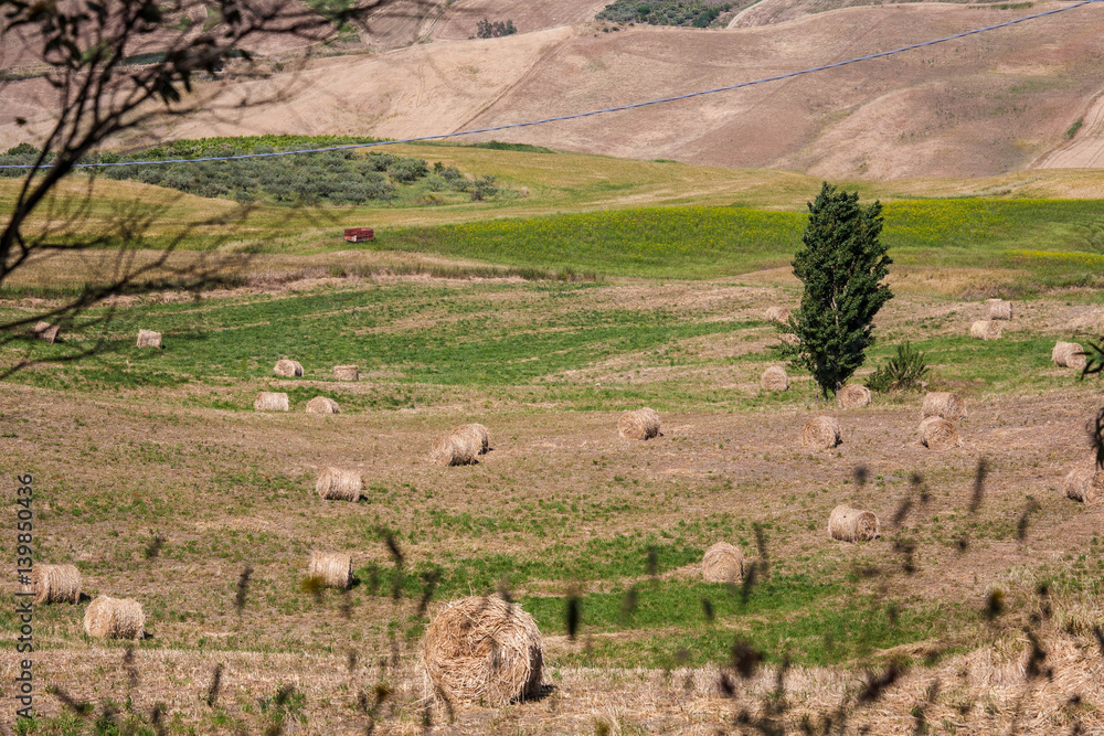 Fototapeta premium campo di fieno