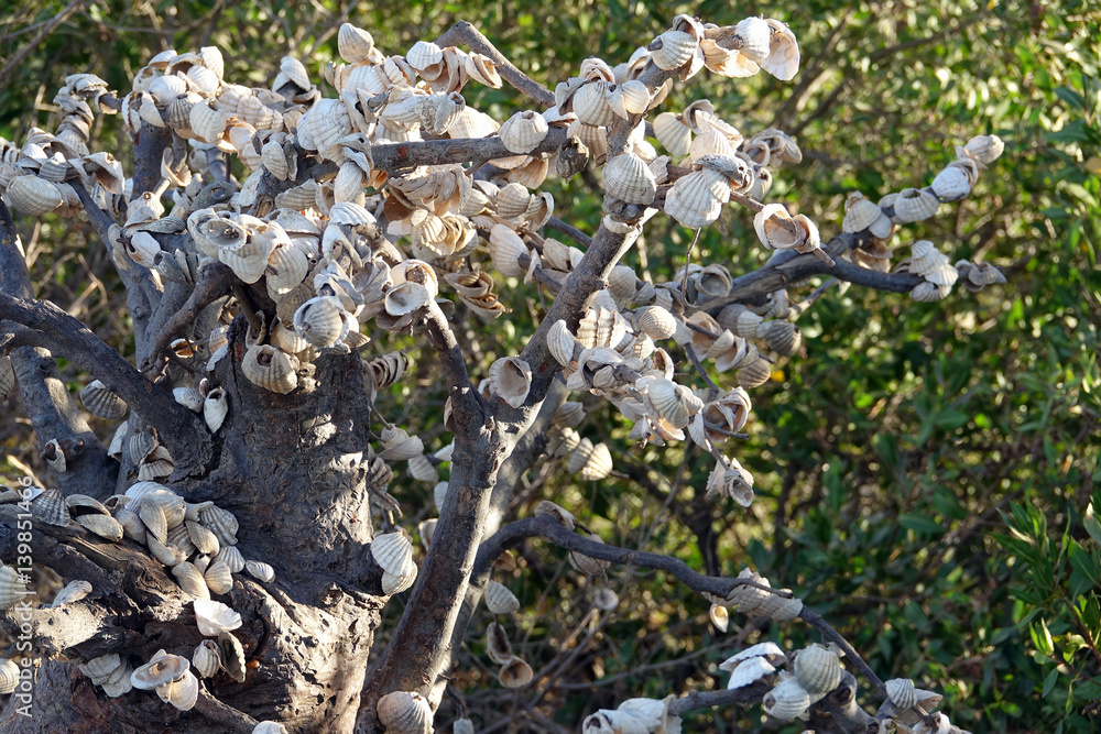 Arbre fétiche dans la lagune de la Somone au Sénégal Arbre fétiche dans la lagune de la Somone au Sénégal