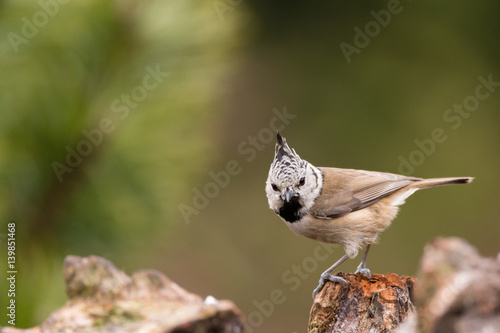 Haubenmeise photo