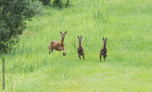 jumping deer