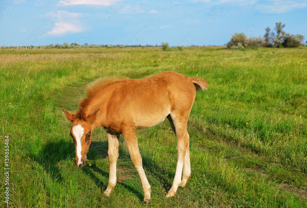 Little foal grazing in field Little foal grazing in field