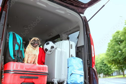 Fototapeta Naklejka Na Ścianę i Meble -  Car trunk with cute pug and luggage. Travel concept
