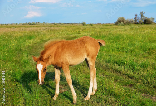 Little foal grazing in field