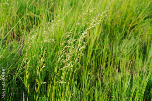 Summer meadow grass on blurred grass background