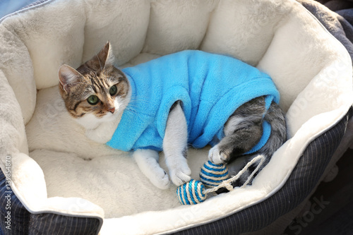 Fototapeta Naklejka Na Ścianę i Meble -  Cute funny cat lying in bed at home