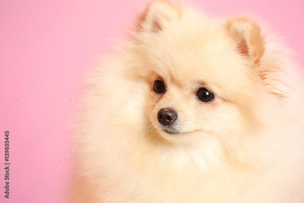 Pomeranian spitz dog on color background