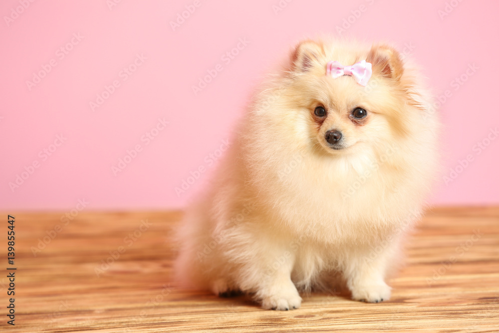 Pomeranian spitz dog on wooden floor against color wall