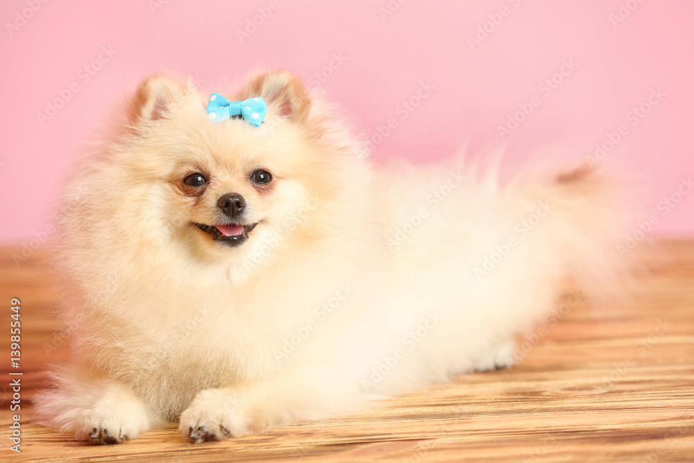Pomeranian spitz dog with bow on wooden floor against color wall