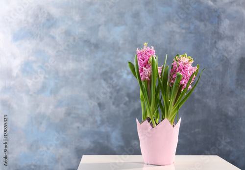 Beautiful hyacinth in pot on grey background