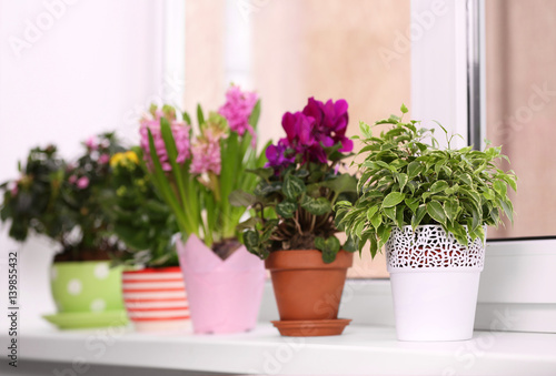 Beautiful plants in pots on windowsill