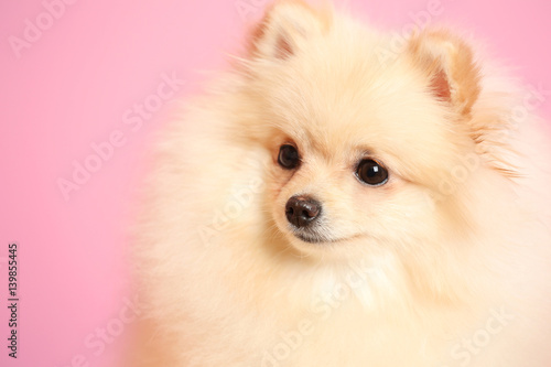 Pomeranian spitz dog on color background