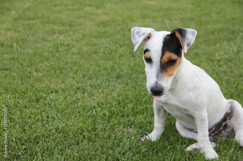 jack russel