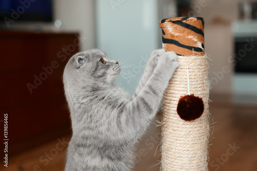 Fototapeta Naklejka Na Ścianę i Meble -  Cute cat sharpening claws on scratching post